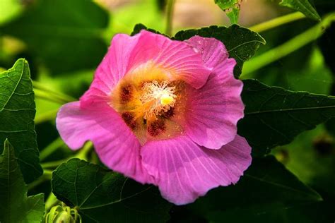 家裡種芙蓉|芙蓉（照片）：種植，飼養和護理